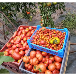 Tomates