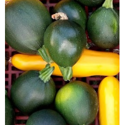 Courgettes
